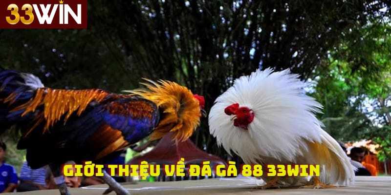 Giới thiệu về Đá Gà 88 33win