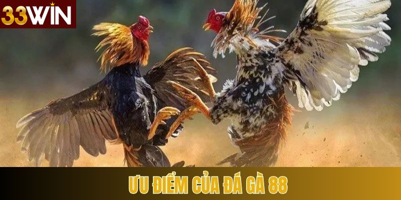 Lợi thế độc đáo của Đá Gà 88