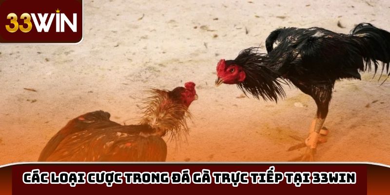 Các loại cược trong đá gà trực tiếp tại 33win