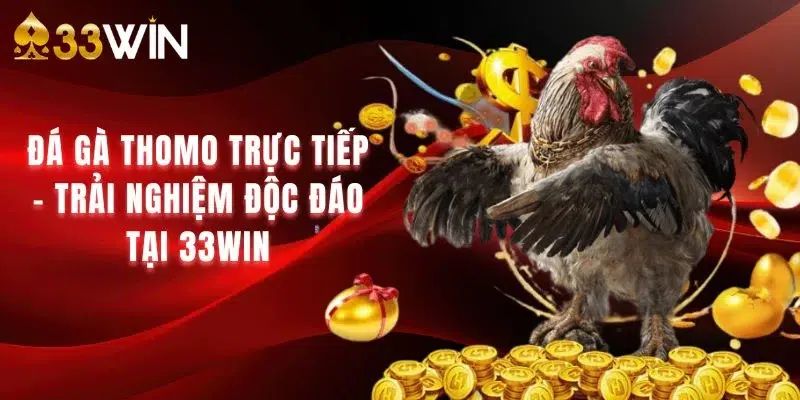 Trải nghiệm đá gà trực tiếp Thomo 33win đầy thú vị và lôi cuốn