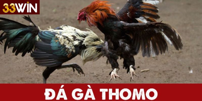 Những lưu ý khi tham gia đá gà trực tiếp Thomo 33win